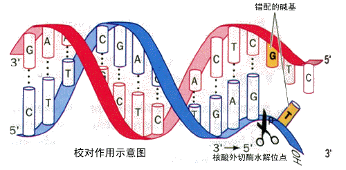DNA分子链 DNA分子链