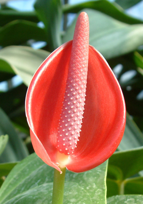 火鹤花 火鹤花