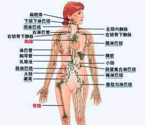 淋巴 淋巴