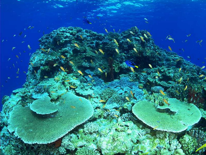 浮游植物吸收二氧化碳 浮游植物吸收二氧化碳