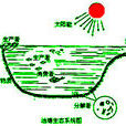 淡水生态系统 淡水生态系统