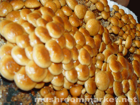 滑子菇 滑子菇