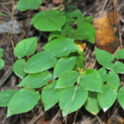 淫羊藿(毛茛目小檗科植物) 淫羊藿(毛茛目小檗科植物)