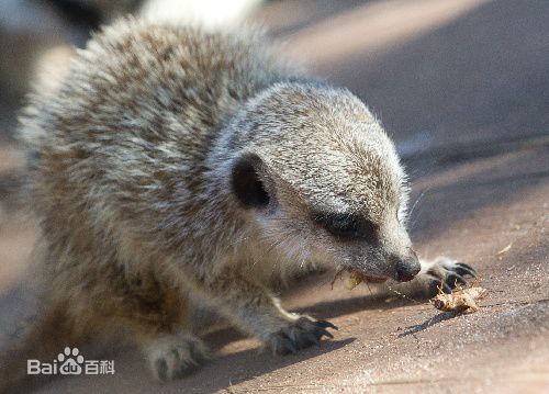 狐獴