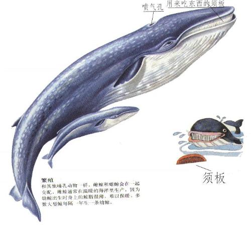 海洋生物 海洋生物