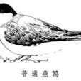 燕鸥科 燕鸥科