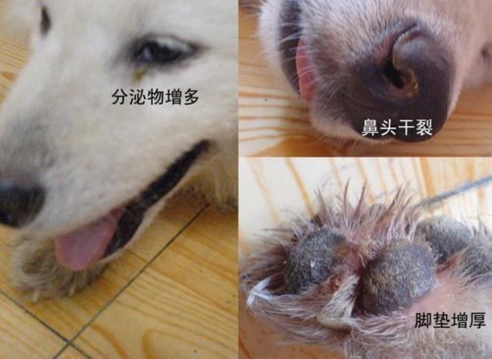 犬瘟热病毒 犬瘟热病毒