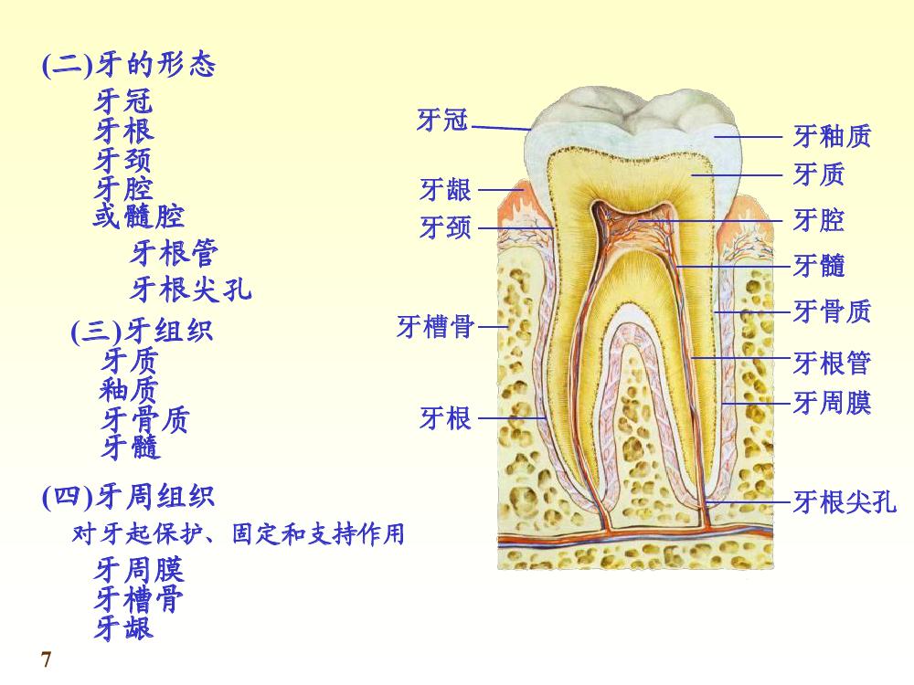 牙的形态及构造 牙的形态及构造