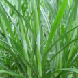 牧草 牧草