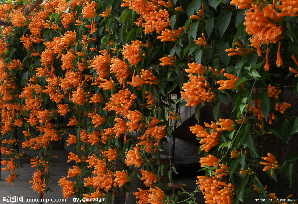 炮仗花 炮仗花