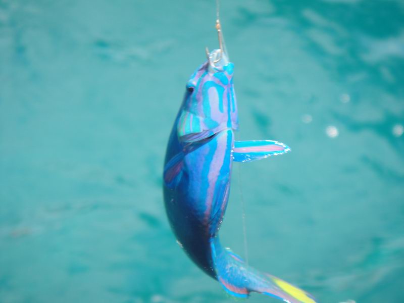 海钓 海钓