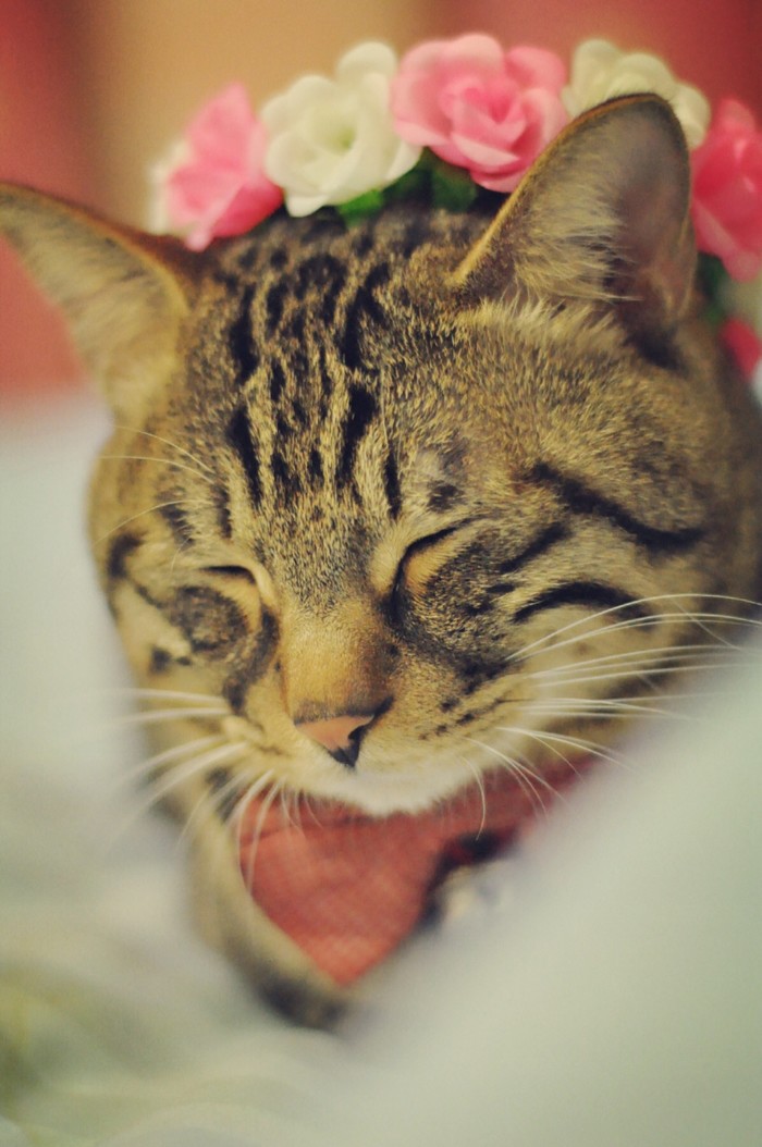 狸花猫 狸花猫