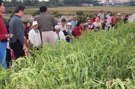 图2 浦城薏米种植基地 图2 浦城薏米种植基地