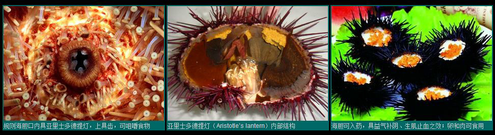 海胆类的内部结构与生理 海胆类的内部结构与生理