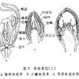 混合芽 混合芽