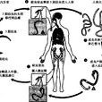 犬恶丝虫 犬恶丝虫