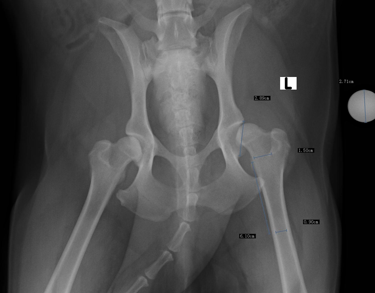 犬髋关节发育不良