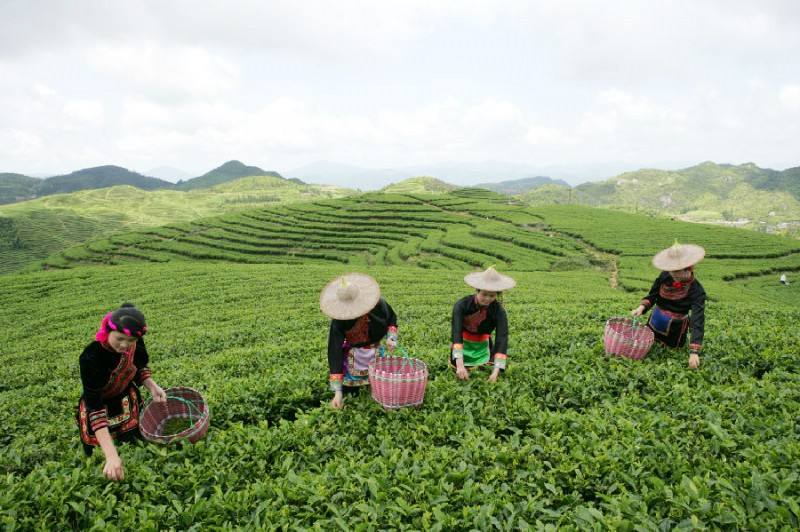 漆碑茶 漆碑茶