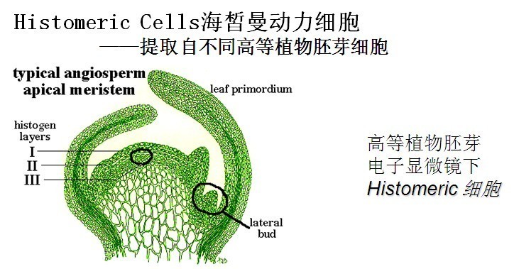 Histomeric Cells海皙曼动力细胞 Histomeric Cells海皙曼动力细胞