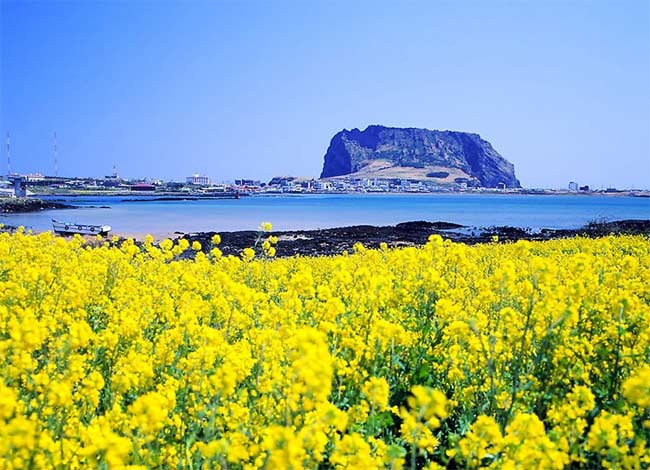 济州岛油菜花 济州岛油菜花