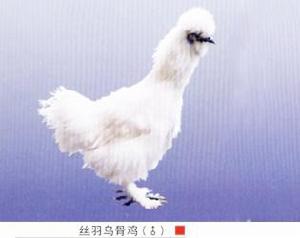 乌骨鸡 乌骨鸡