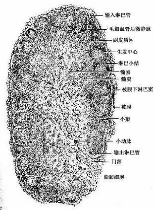 淋巴结 淋巴结