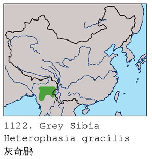 灰奇鹛 灰奇鹛