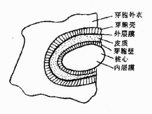 炭疽桿菌 炭疽桿菌