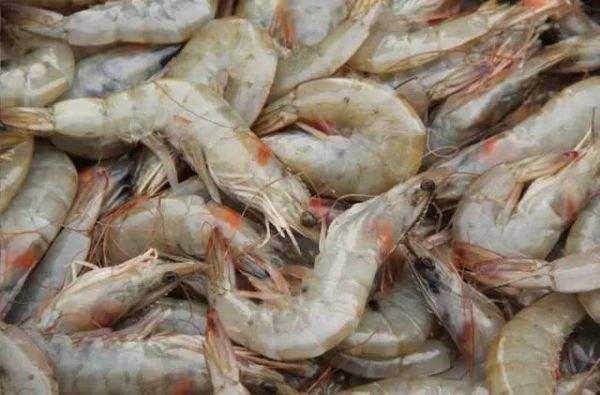 洪泽湖青虾 洪泽湖青虾