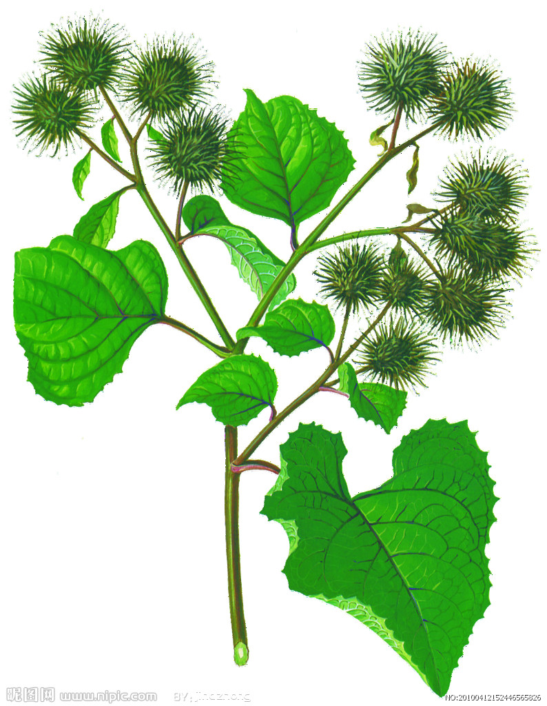 牛蒡源文 牛蒡源文
