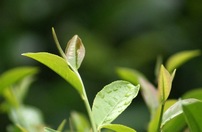 快要成熟的单枞茶 快要成熟的单枞茶
