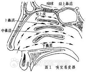 狗(犬(犬科哺乳动物)一般指本词条) 狗(犬(犬科哺乳动物)一般指本词条)