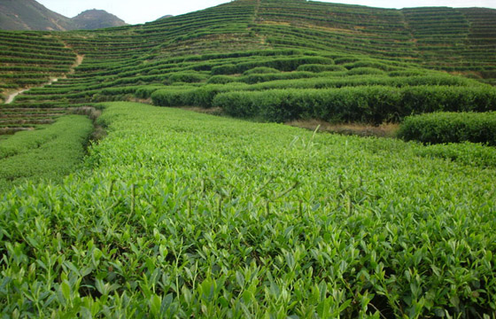 浙江的茶叶种植 浙江的茶叶种植