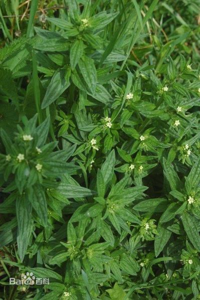 紫草 紫草