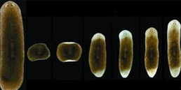 涡虫 涡虫