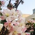 海棠花(苹果属物种) 海棠花(苹果属物种)