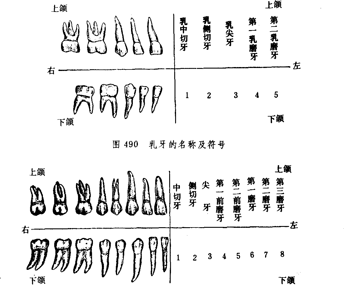 牙齿(脊椎动物高度钙化组织) 牙齿(脊椎动物高度钙化组织)