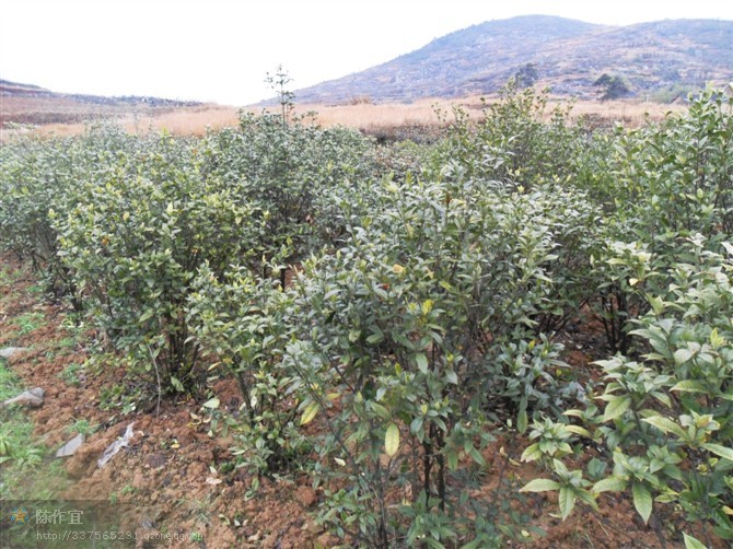 湖南中药材种植基地仿野生态种植园 湖南中药材种植基地仿野生态种植园