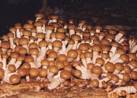 滑子菇 滑子菇
