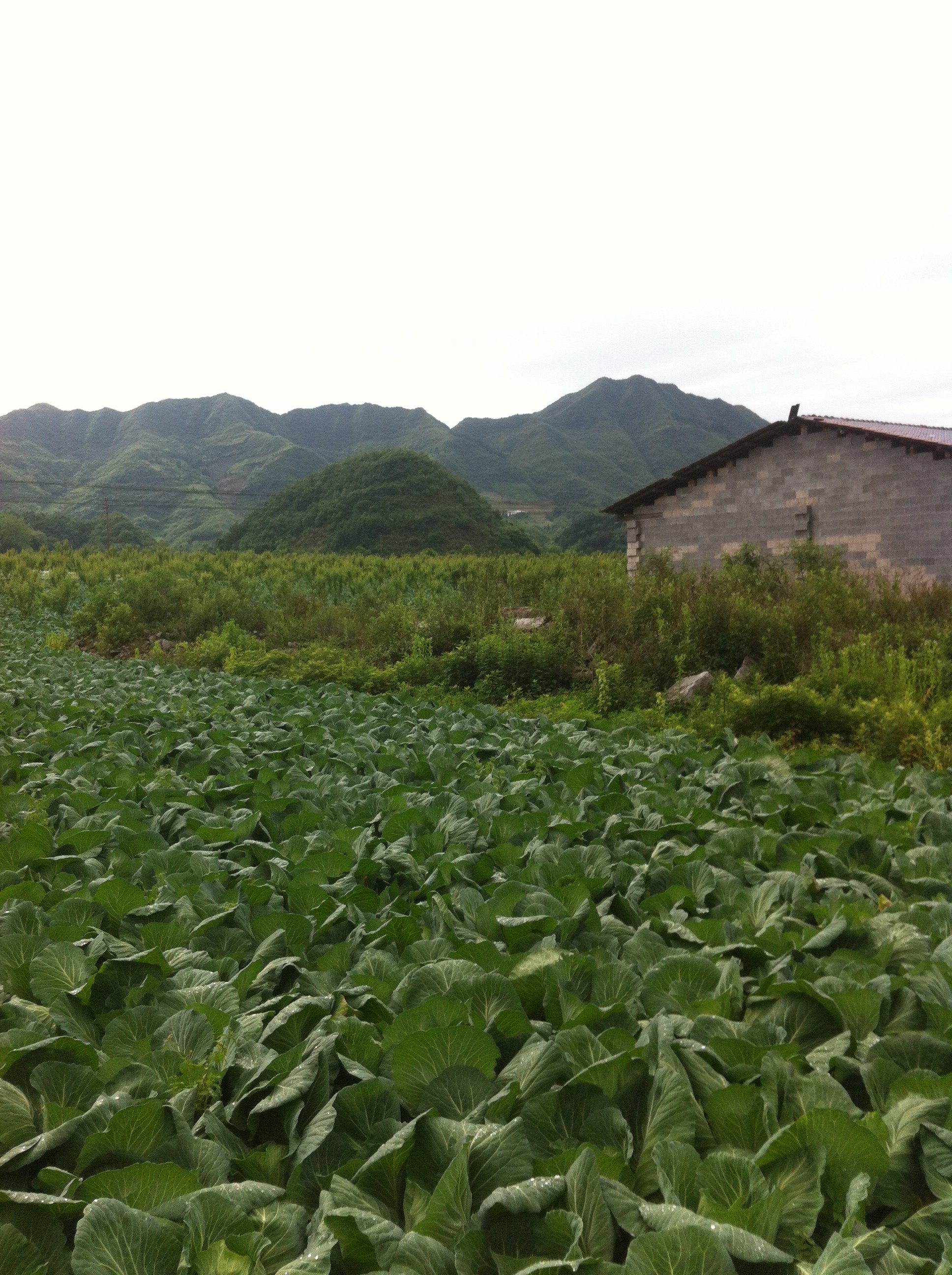 蔬菜基地 蔬菜基地