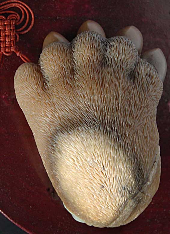 熊掌 熊掌