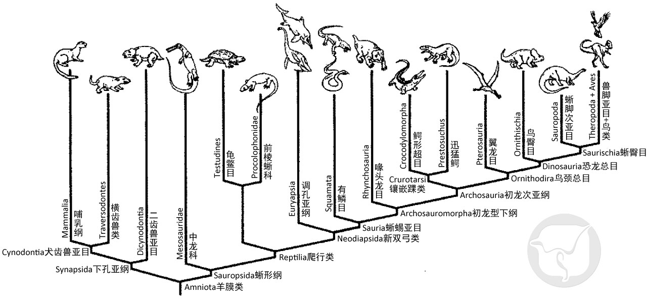 演变 演变