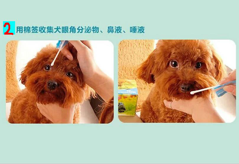 犬瘟热