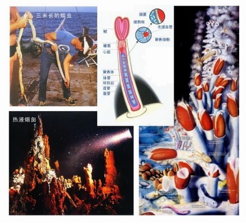 热液区生存的生物 热液区生存的生物