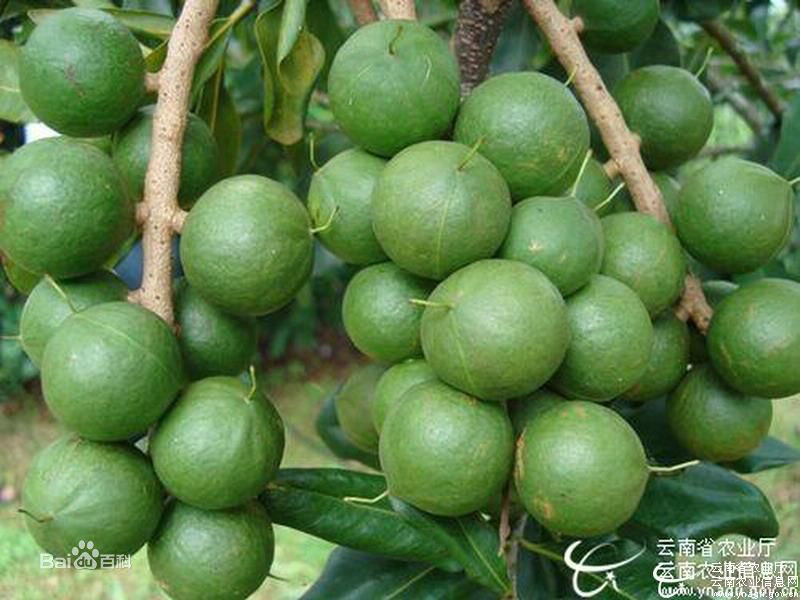 澳洲坚果 澳洲坚果