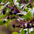 乌饭子(杜鹃花目杜鹃花科植物) 乌饭子(杜鹃花目杜鹃花科植物)