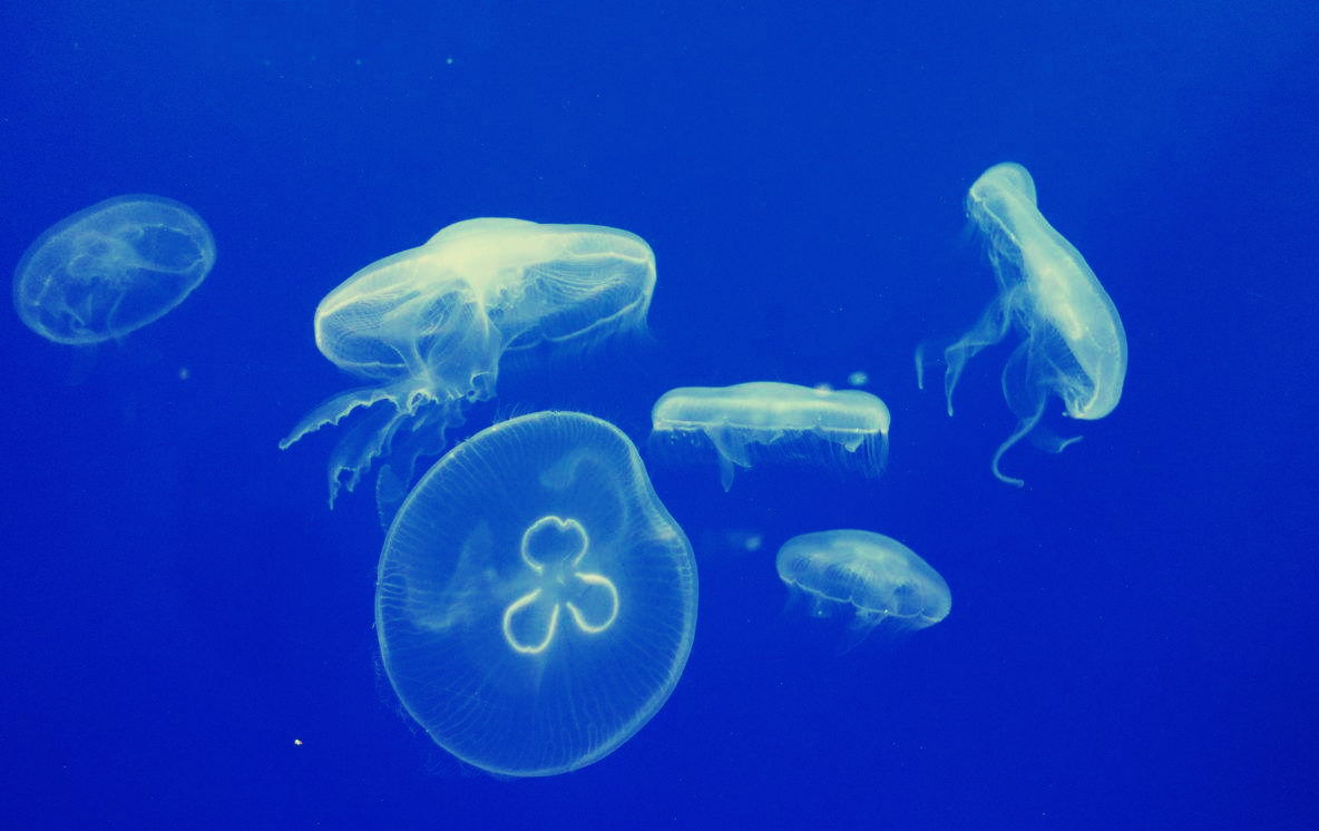 淡水浮游生物 淡水浮游生物