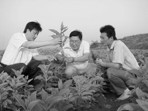 中药材示範基地 中药材示範基地