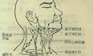 淋巴 淋巴
