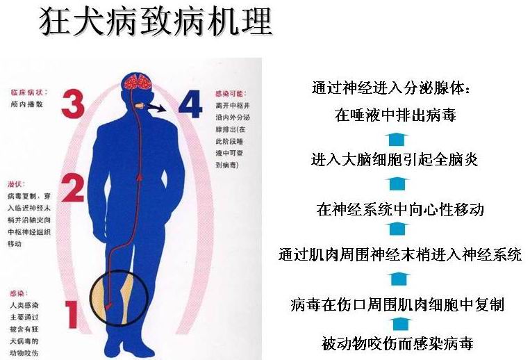 致病病理 致病病理